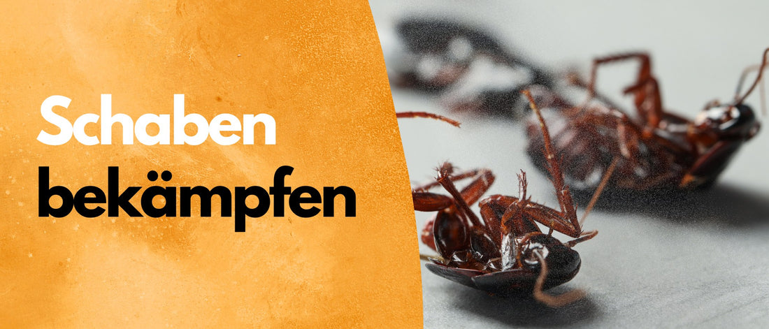 Schaben bekämpfen