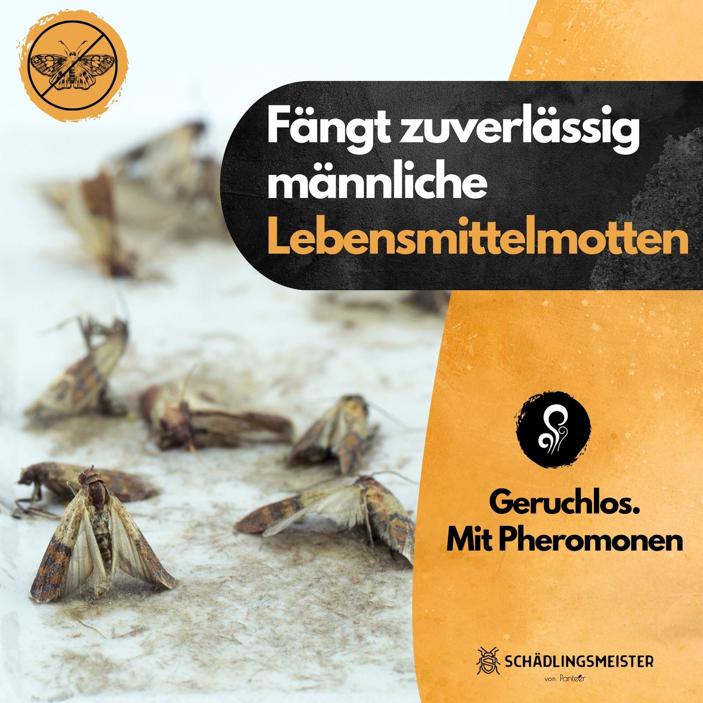 Mottenfalle Lebensmittel - 10 Stück Spar Set (Zur Bedarfskontrolle)