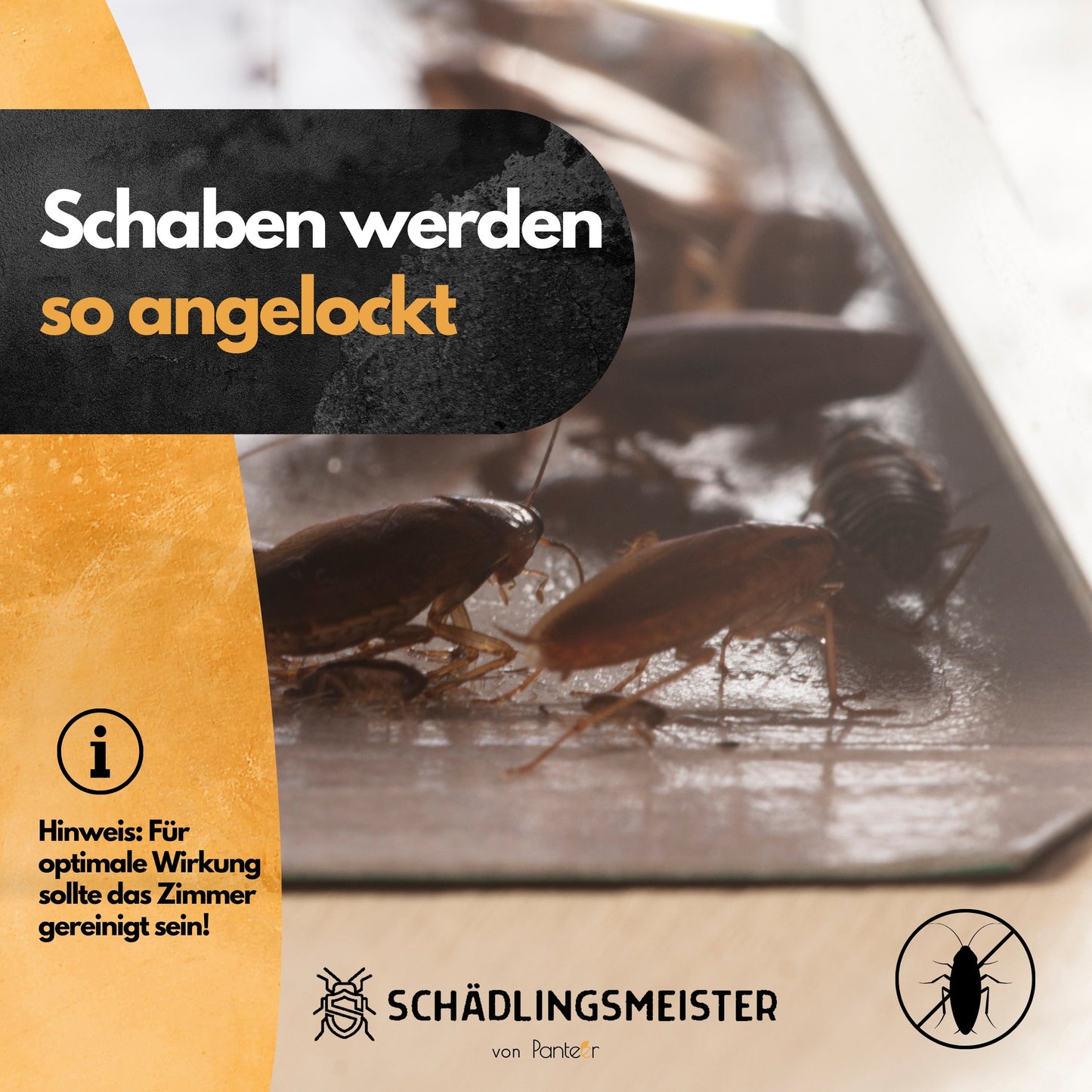 Schabenfalle - 5 Stück - inkl. Köder - Kakerlaken bekämpfen - Zum Monitoring