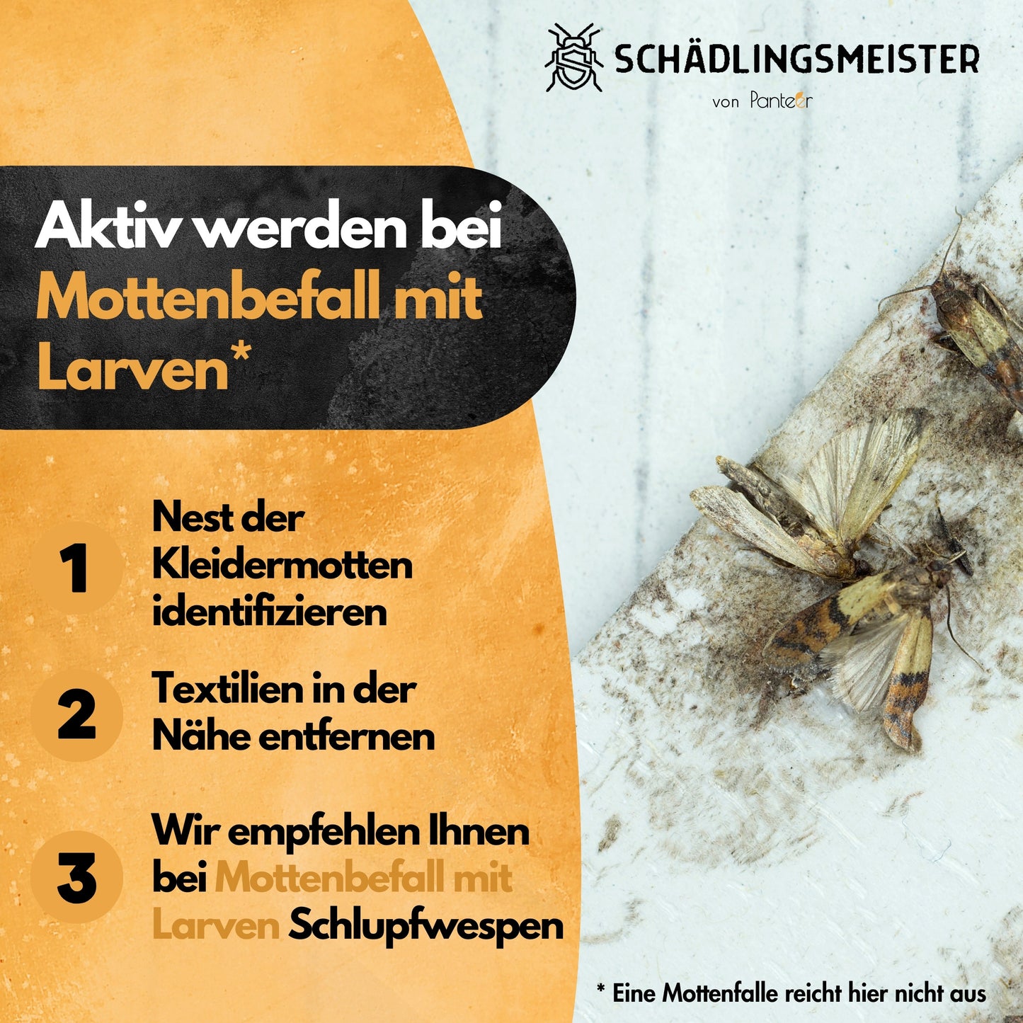 Kleidermotten Mottenfalle - 6 Stück - Pheromonfalle - Zum Monitoring