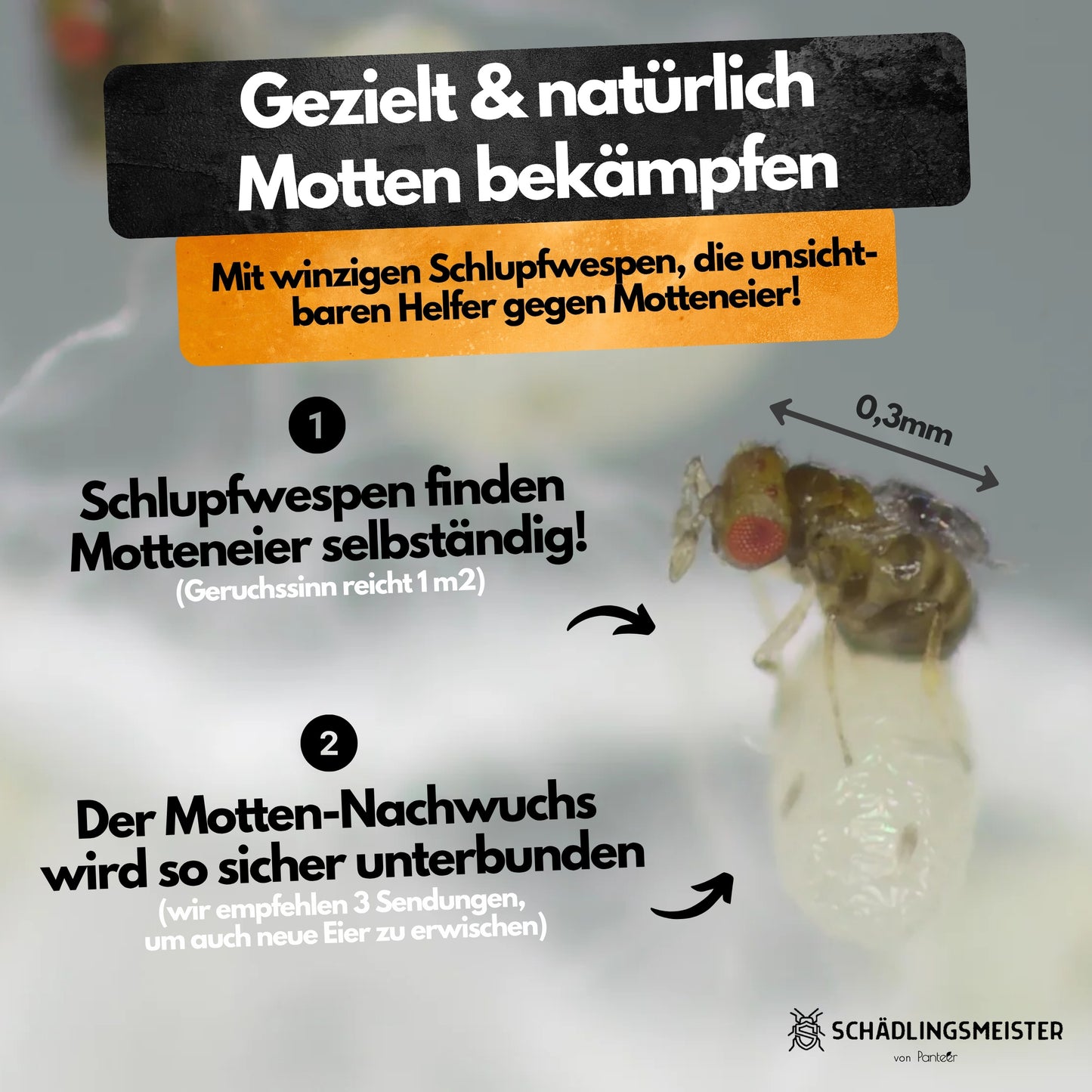 Schlupfwespen gegen Lebensmittelmotten + GRATIS Mottenfalle (mehrere Lieferungen)