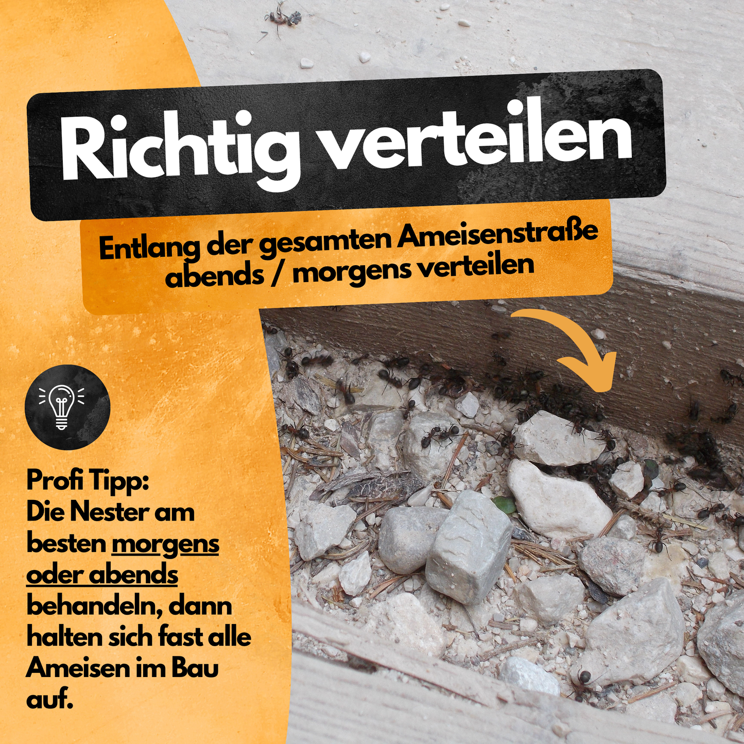 Ameisen Abwehr Pulver – 500 g – Für Innen & Außen – PT19 Repellent