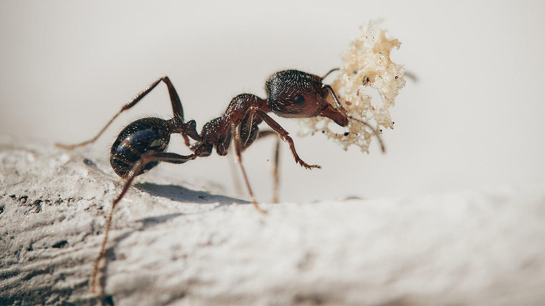 Ameisen im Haus - Wo sie herkommen und wie Sie mit 7 einfachen Hausmitteln Ameisen wieder loswerden.