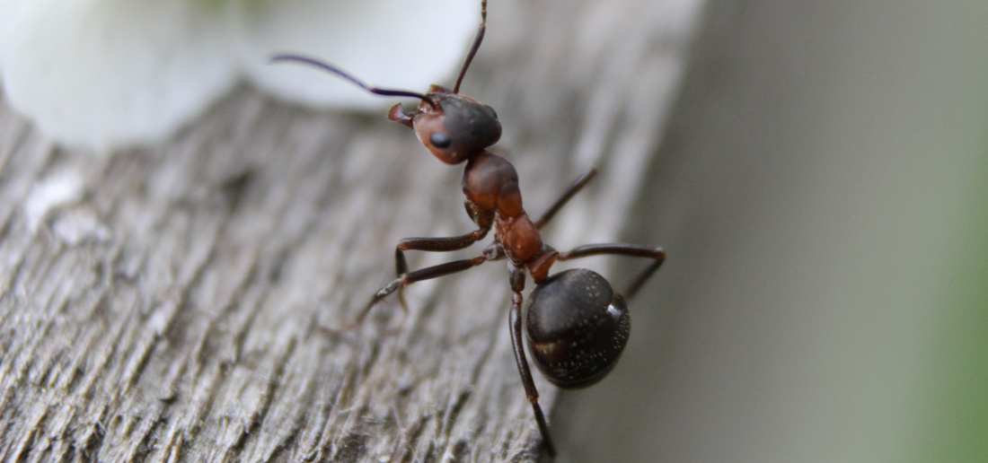 Neue Entdeckungen und Entwicklungen in der Forschung von Ameisen