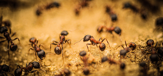 Ameisen bekämpfen: Die wichtigsten Ameisenarten und wie Sie diese sicher bekämpfen können