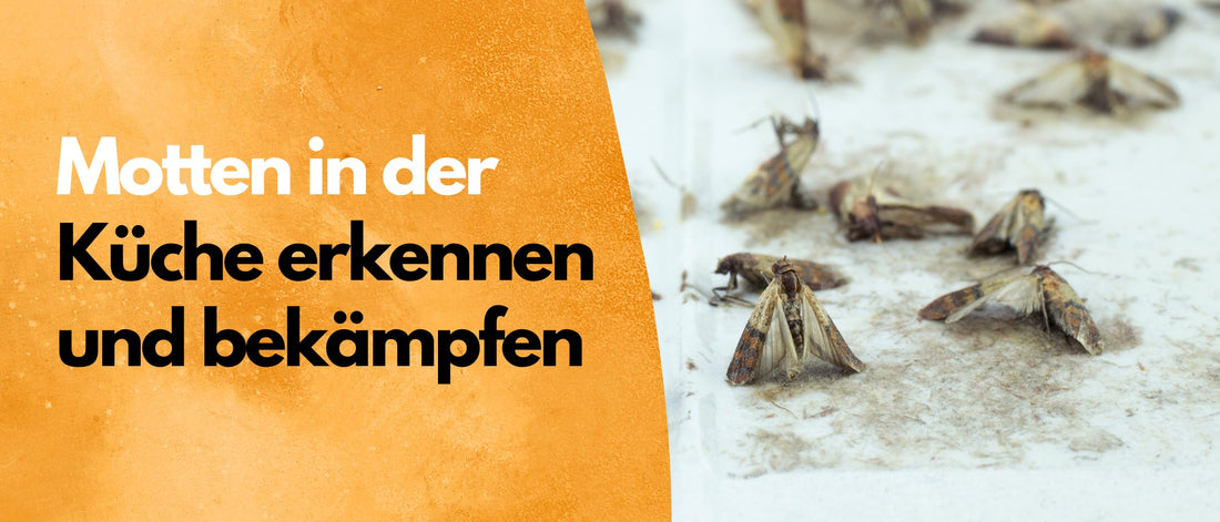 Motten in der Küche erkennen und bekämpfen