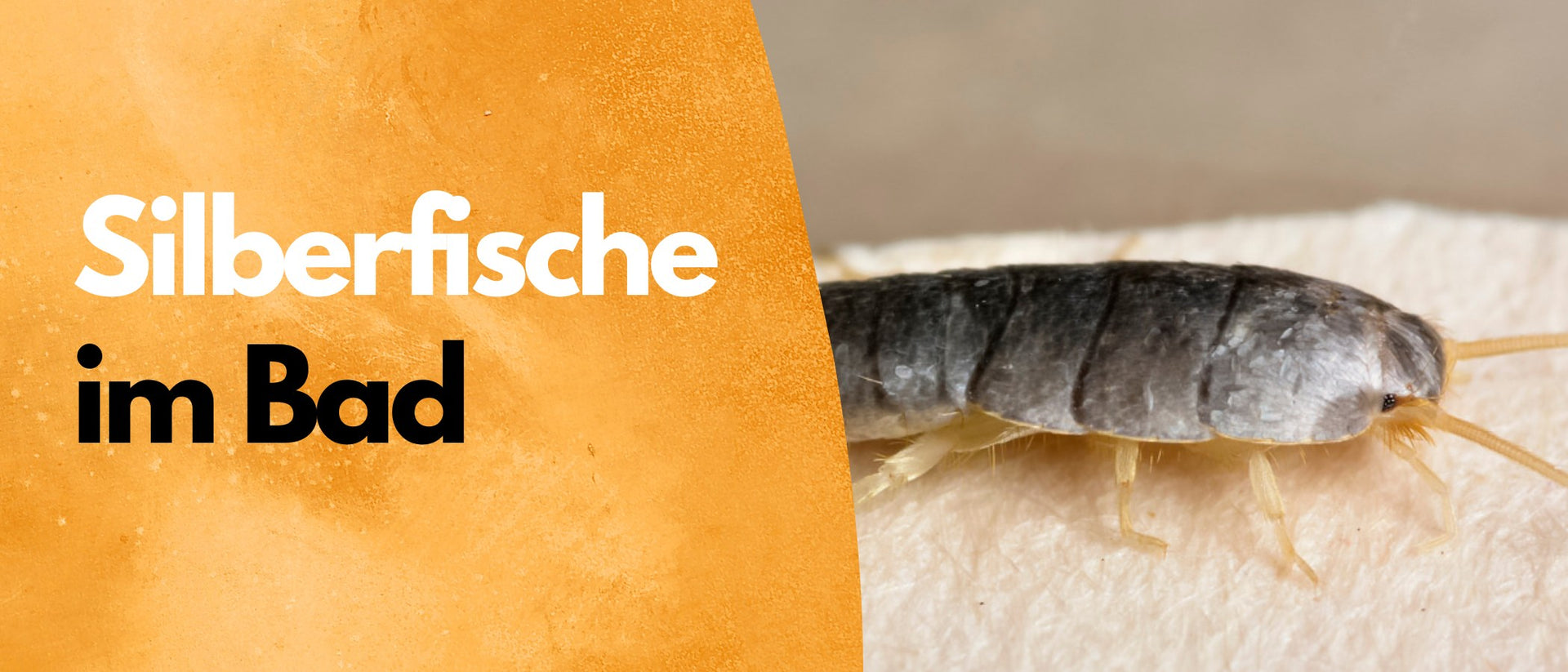 silberfische im bad: wie sie einen befall ausmachen und was sie