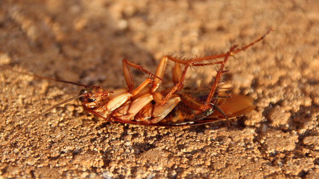 Kakerlaken töten: Die Nummer 1 Sofortmaßnahme für einzelne, herum krabbelnde Kakerlaken