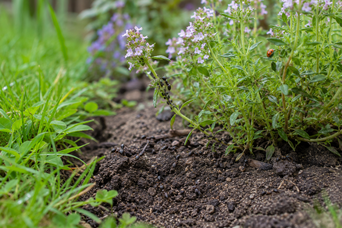 Ameisen bewegen sich in einem Gartenbeet zwischen Erde und blühenden Kräutern.