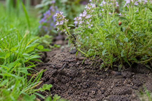 Ameisen bewegen sich in einem Gartenbeet zwischen Erde und blühenden Kräutern.
