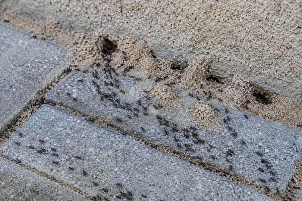 Breite Ameisenstraßen und frischer Sandauswurf an Pflastersteinen.