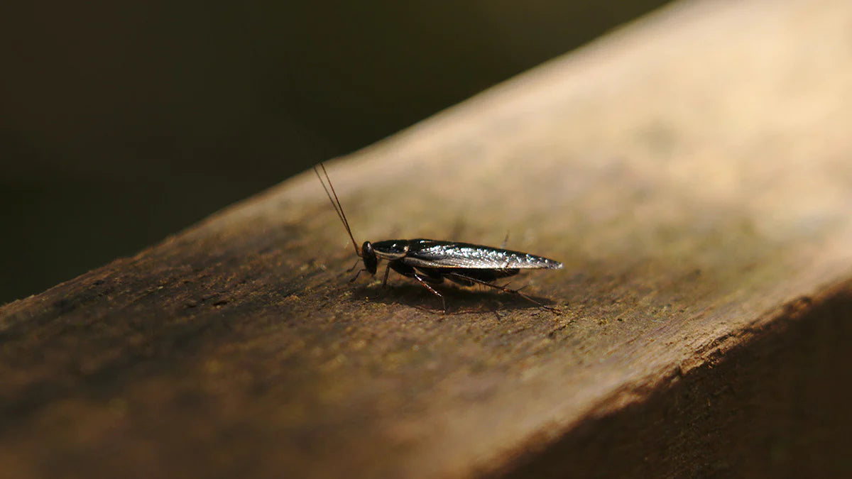 Kakerlaken bekämpfen