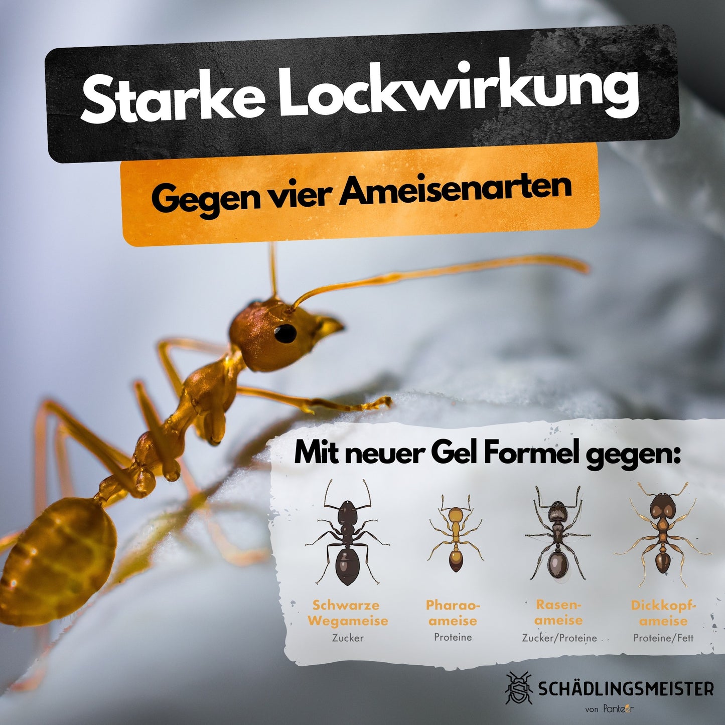 Ameisenköder Dose mit Nestwirkung – gegen alle Ameisenarten – für innen & außen – starker Lockstoff
