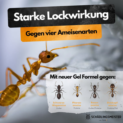 Ameisenköder Dose mit Nestwirkung – gegen alle Ameisenarten – für innen & außen – starker Lockstoff