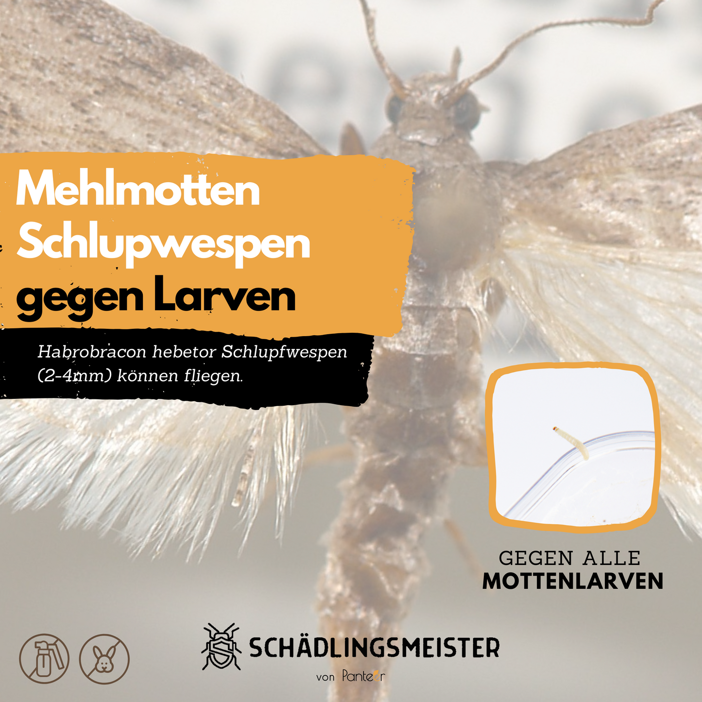 Mehlmottenschlupfwespen gegen Mottenlarven - 30 Nützlinge