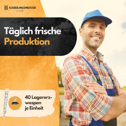 Lagererzwespen - 40 Nützlinge - Zur Brotkäfer Bekämpfung und Kornkäfer Bekämpfung