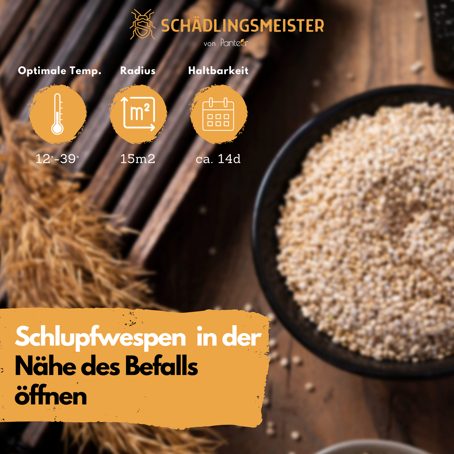 Mehlmottenschlupfwespen gegen Mottenlarven - 30 Nützlinge