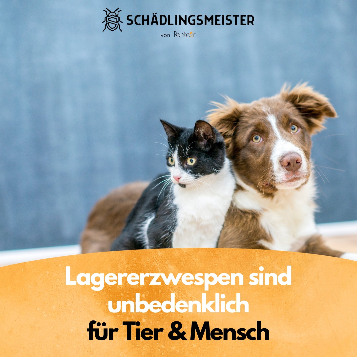 Lagererzwespen - 40 Nützlinge - Zur Brotkäfer Bekämpfung und Kornkäfer Bekämpfung