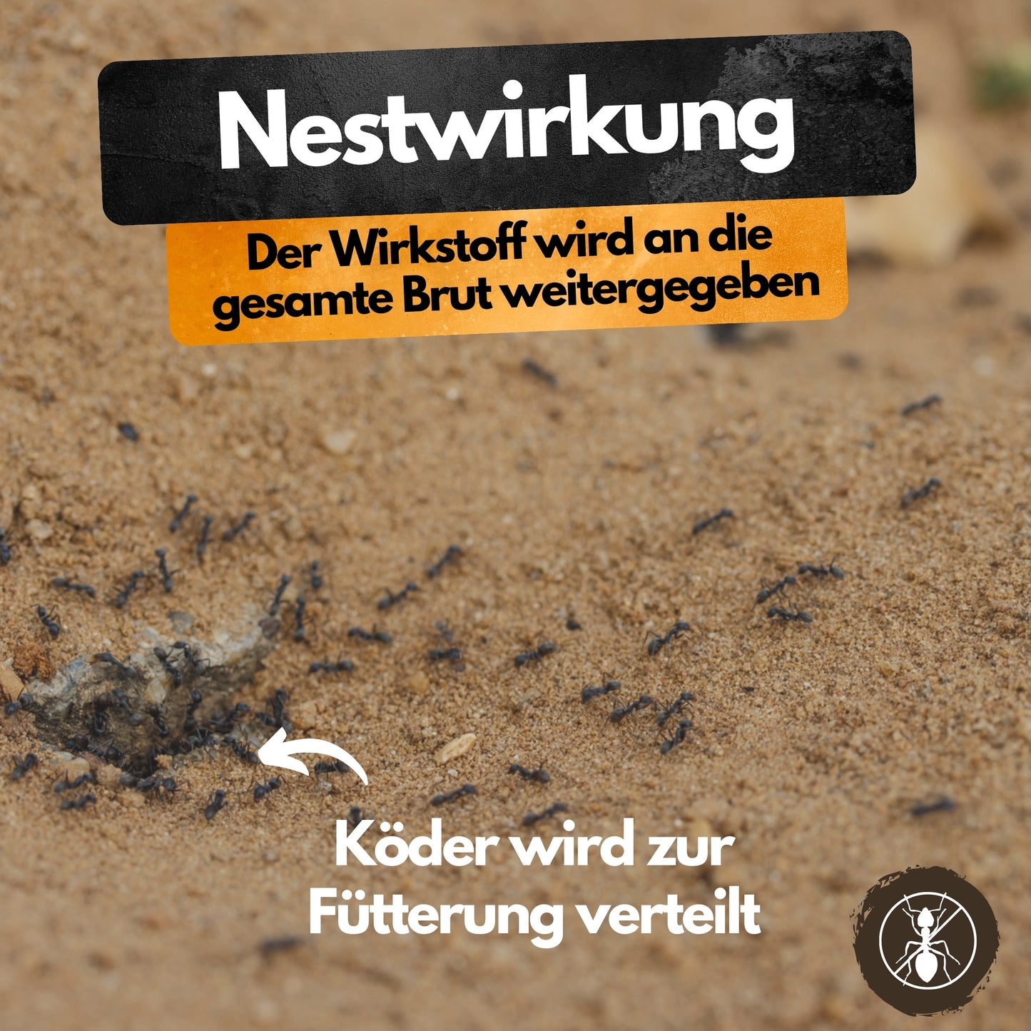 Ameisenköder Dose mit Nestwirkung – gegen alle Ameisenarten – für innen & außen – starker Lockstoff