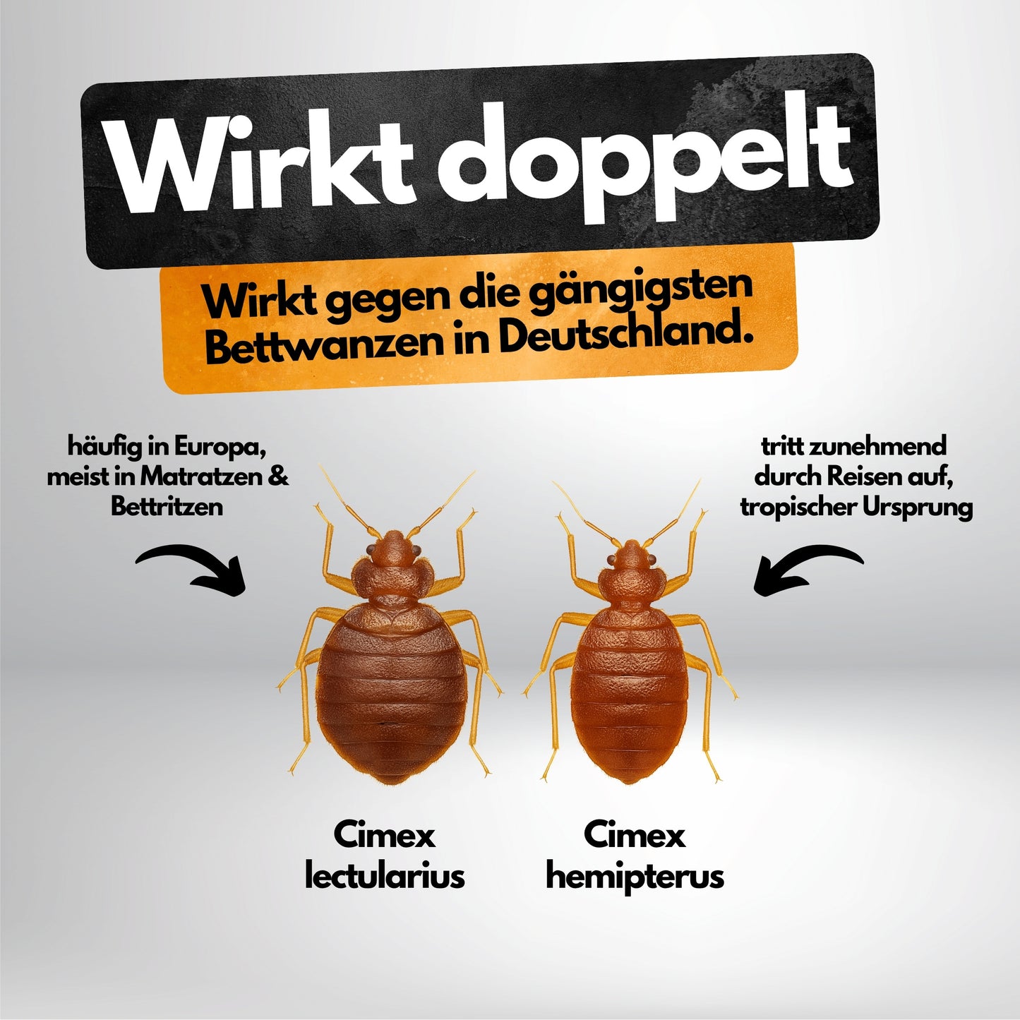 Bettwanzen Falle – 8 Stück