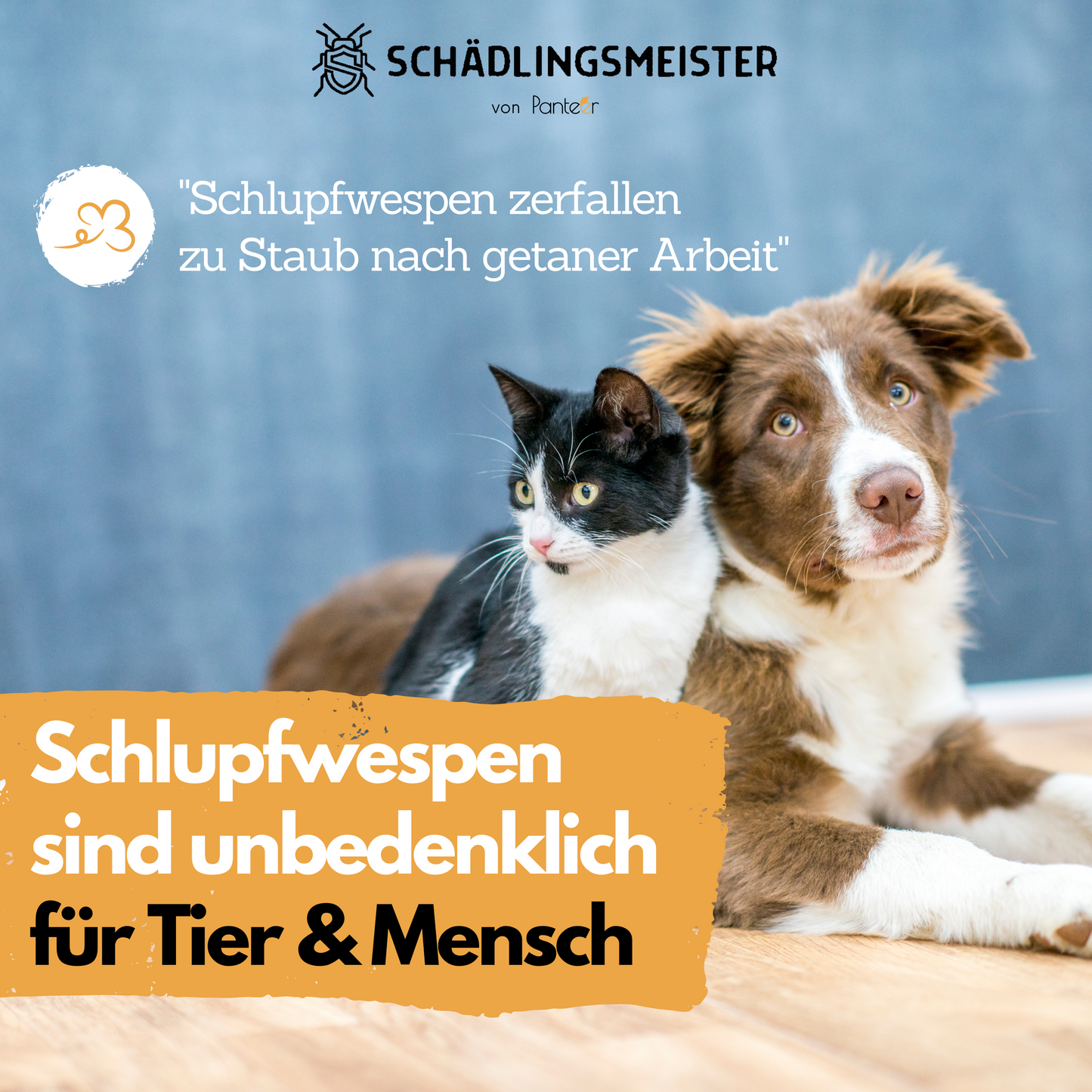 Mehlmottenschlupfwespen gegen Mottenlarven - 30 Nützlinge