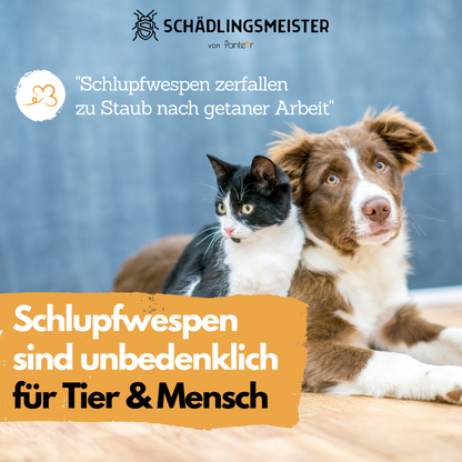 Mehlmottenschlupfwespen gegen Mottenlarven - 30 Nützlinge