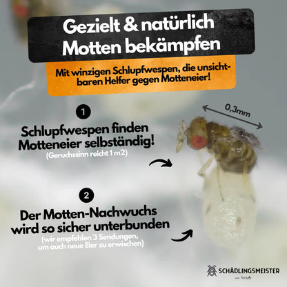 Schlupfwespen gegen Lebensmittelmotten + GRATIS Mottenfalle (mehrere Lieferungen)