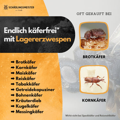 Lagererzwespen - 40 Nützlinge - Zur Brotkäfer Bekämpfung und Kornkäfer Bekämpfung
