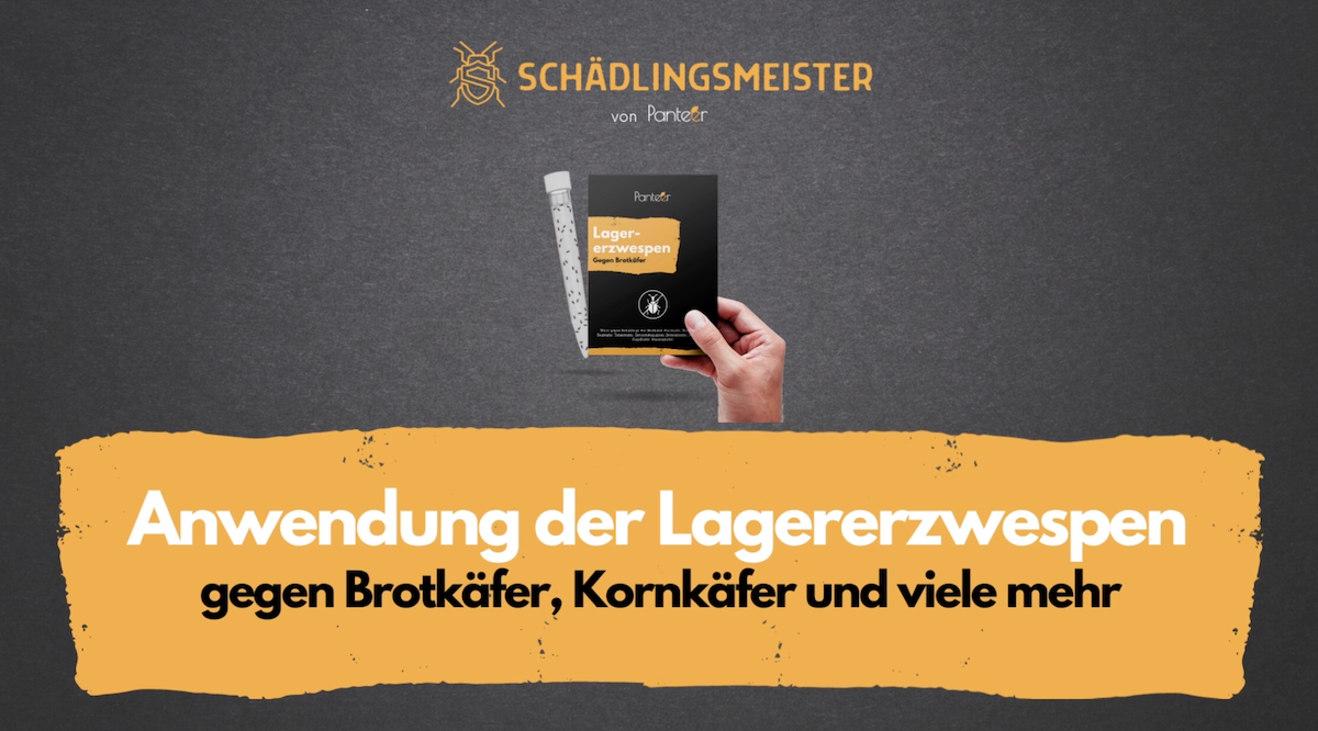 Video laden: Lagererzwespen