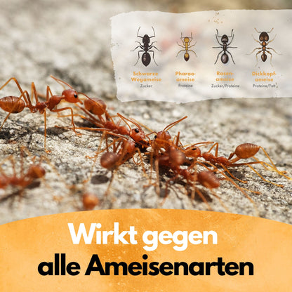Ameisen Abwehr Pulver – 500 g – Für Innen & Außen – PT19 Repellent