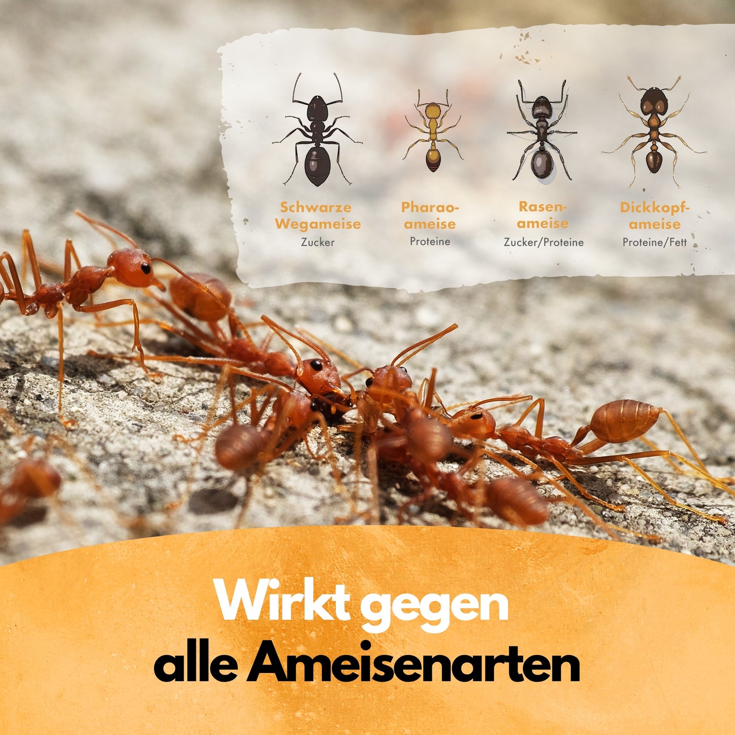 Ameisen Mittel - 4 Kg - Ameisenstreu Granulat Ameisengift (8x500g)