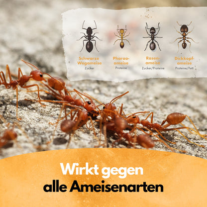Ameisen Mittel - 4 Kg - Ameisenstreu Granulat Ameisengift (8x500g)