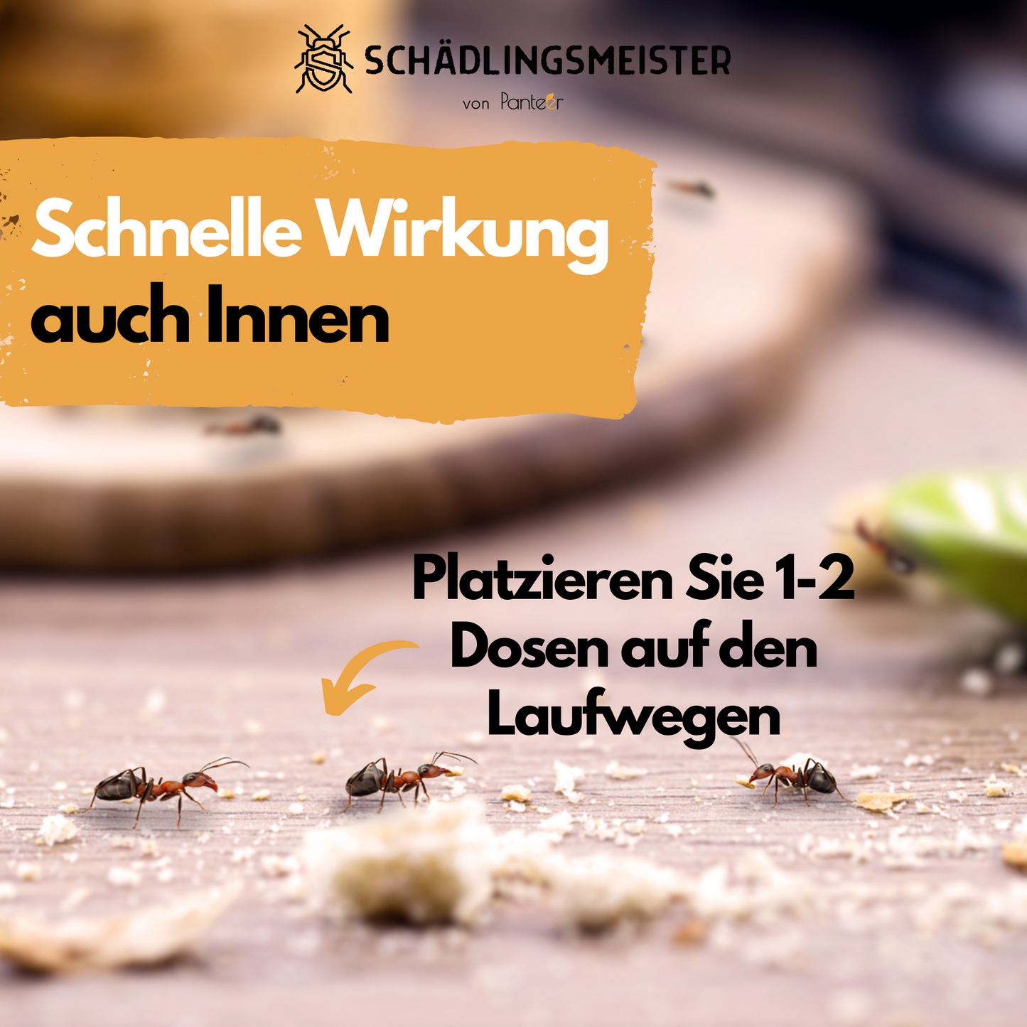Panteer ® Ameisenfalle - Ameisenköderdose mit Ameisengift